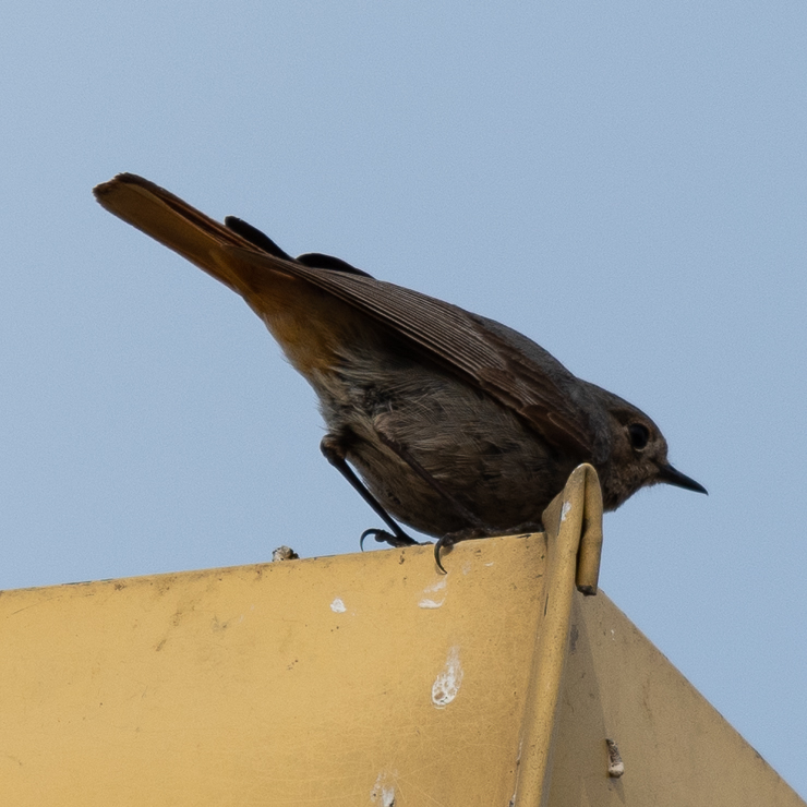 Black redstart - male 2cy